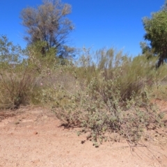 Gossypium australe at Opalton, QLD - 24 Jul 2024