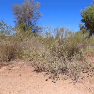 Gossypium australe at Opalton, QLD - 24 Jul 2024