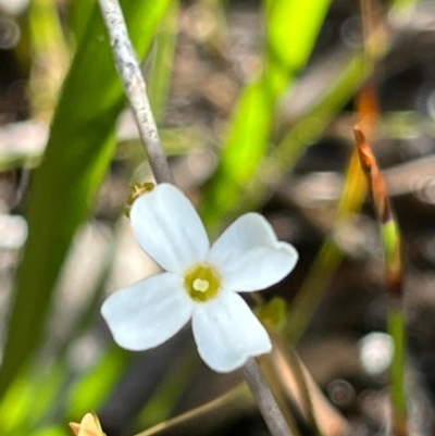 Mitrasacme polymorpha (Varied Mitrewort) at Jervis Bay, JBT - 20 Jul 2024 by Clarel