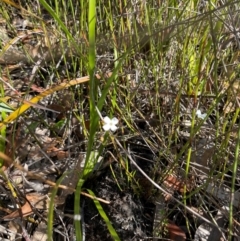 Mitrasacme polymorpha at Jervis Bay, JBT - 20 Jul 2024