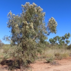 Corymbia terminalis (Northern Bloodwood, Desert Bloodwood) at Opalton, QLD - 24 Jul 2024 by lbradley