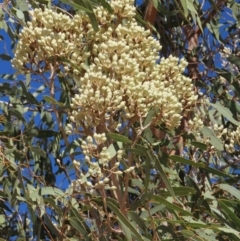 Corymbia terminalis at Opalton, QLD - 24 Jul 2024