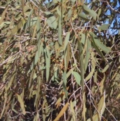 Corymbia terminalis at Opalton, QLD - 24 Jul 2024