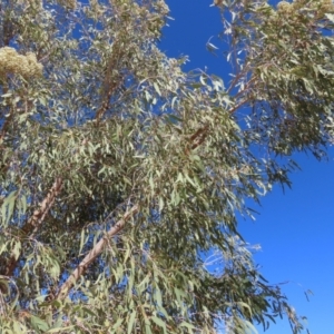 Corymbia terminalis at Opalton, QLD - 24 Jul 2024 02:42 PM