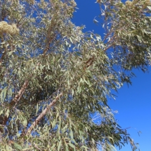 Corymbia terminalis at Opalton, QLD - 24 Jul 2024