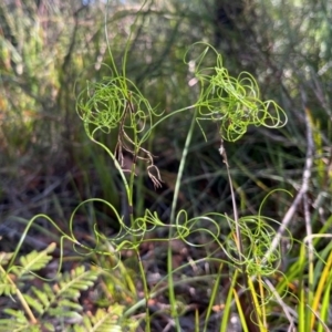 Caustis flexuosa at Jervis Bay, JBT - 20 Jul 2024