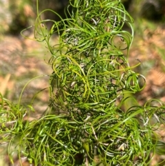 Caustis flexuosa at Jervis Bay, JBT - suppressed