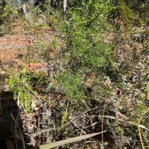 Caustis flexuosa at Jervis Bay, JBT - suppressed