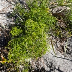 Caustis flexuosa at Jervis Bay, JBT - 20 Jul 2024