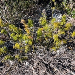 Caustis flexuosa at Jervis Bay, JBT - 20 Jul 2024