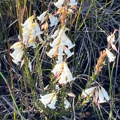 Epacris obtusifolia (Blunt-leaf Heath) at Jervis Bay, JBT - 20 Jul 2024 by Clarel