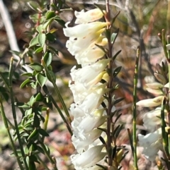 Epacris obtusifolia at Jervis Bay, JBT - 20 Jul 2024