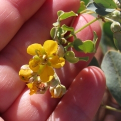 Senna artemisioides subsp. oligophylla (Blunt-Leaved Cassia) at Opalton, QLD - 24 Jul 2024 by lbradley