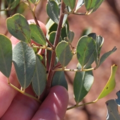 Senna artemisioides subsp. oligophylla at Opalton, QLD - 24 Jul 2024