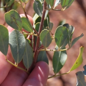 Senna artemisioides subsp. oligophylla at Opalton, QLD - 24 Jul 2024