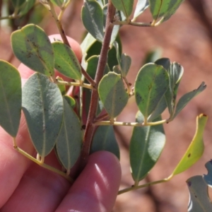 Senna artemisioides subsp. oligophylla at Opalton, QLD - 24 Jul 2024 02:00 PM