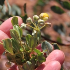 Senna artemisioides subsp. oligophylla at Opalton, QLD - 24 Jul 2024