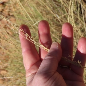 Triodia sp. at Opalton, QLD - 24 Jul 2024 01:39 PM