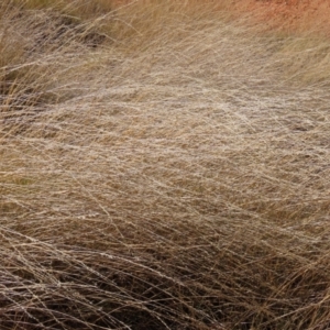 Triodia (Genus) at Opalton, QLD - 24 Jul 2024 01:39 PM