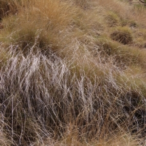 Triodia (Genus) at Opalton, QLD - 24 Jul 2024 01:39 PM