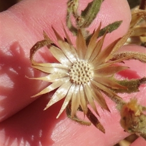 Streptoglossa odora at suppressed - suppressed