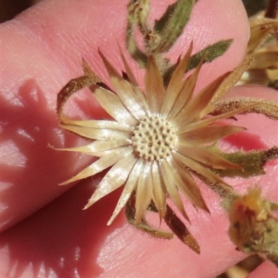 Unidentified Daisy at Opalton, QLD - 24 Jul 2024 by lbradley