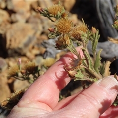 Streptoglossa odora at suppressed - suppressed
