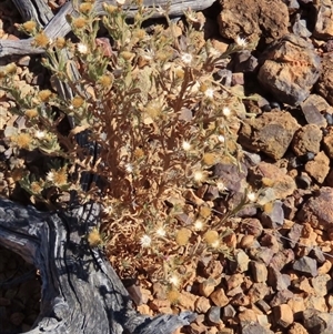 Streptoglossa odora at suppressed - suppressed