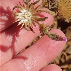 Streptoglossa odora at suppressed - suppressed