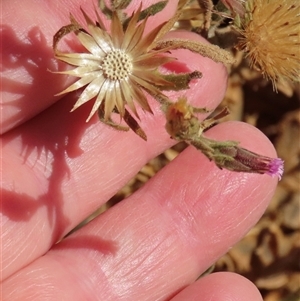 Streptoglossa odora at suppressed - suppressed
