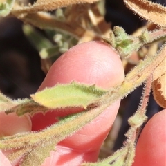 Streptoglossa odora at suppressed - suppressed