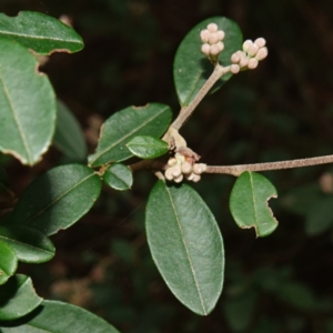 Pomaderris delicata at Lower Borough, NSW - suppressed