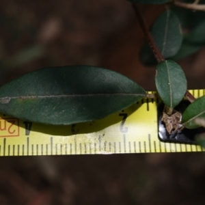 Pomaderris delicata at Lower Borough, NSW - suppressed