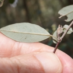 Pomaderris delicata at Lower Borough, NSW - suppressed