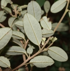 Pomaderris delicata at Lower Borough, NSW - suppressed