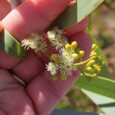 Eucalyptus normantonensis (Normanton Box) at Opalton, QLD - 24 Jul 2024 by lbradley