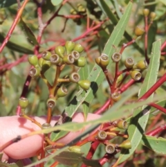 Eucalyptus normantonensis at Opalton, QLD - 24 Jul 2024 11:27 AM