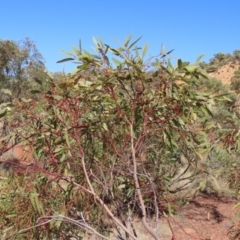 Eucalyptus normantonensis at Opalton, QLD - 24 Jul 2024 11:27 AM