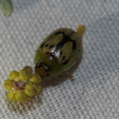 Peltoschema hamadryas (Hamadryas leaf beetle) at Phillip, ACT - 12 Jul 2024 by AlisonMilton