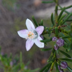 Philotheca salsolifolia subsp. salsolifolia at Lower Borough, NSW - 24 Jul 2024