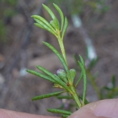 Philotheca salsolifolia subsp. salsolifolia at Lower Borough, NSW - 24 Jul 2024