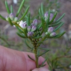 Philotheca salsolifolia subsp. salsolifolia at Lower Borough, NSW - 24 Jul 2024