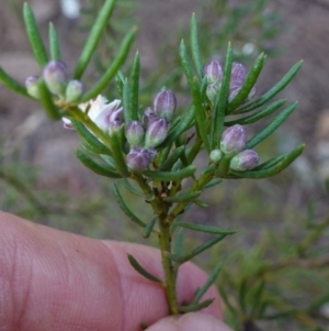 Philotheca salsolifolia subsp. salsolifolia at Lower Borough, NSW - suppressed