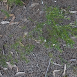 Philotheca salsolifolia subsp. salsolifolia at Lower Borough, NSW - suppressed