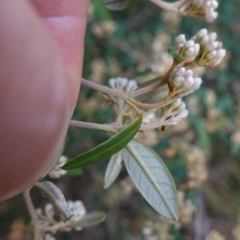 Pomaderris andromedifolia subsp. andromedifolia (Andromeda Pomaderris) at Lower Borough, NSW - 24 Jul 2024 by RobG1