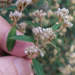 Pomaderris andromedifolia subsp. andromedifolia at Lower Borough, NSW - suppressed