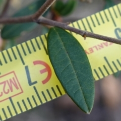 Pomaderris andromedifolia subsp. andromedifolia at Lower Borough, NSW - suppressed