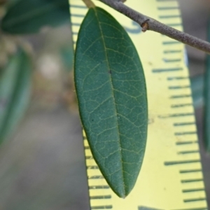 Pomaderris andromedifolia subsp. andromedifolia at Lower Borough, NSW - suppressed