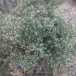 Pomaderris andromedifolia subsp. andromedifolia at Lower Borough, NSW - suppressed