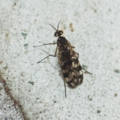 Sylvicola dubius (Wood-gnat) at Greenway, ACT - 17 Jul 2024 by AlisonMilton